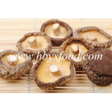 2016 Saudável Dried Food Smooth Cogumelo Shiitake Sem Haste